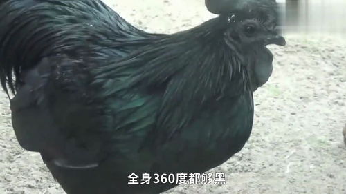 这只鸡连心都是黑的,不仅黑而且贵