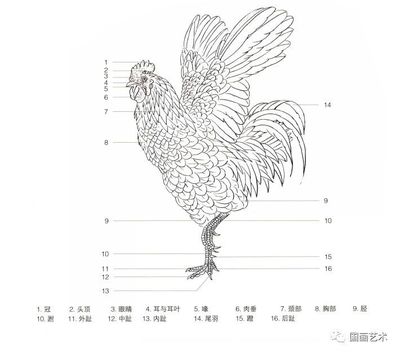 图文教程:工笔鸡技法_步骤