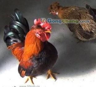 供应珍禽元宝鸡,元宝鸡图片,元宝鸡养殖视频_农副产品_世界工厂网中国产品信息库