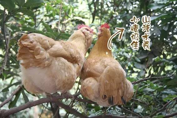 这里的鸡会上树