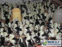贵妃鸡种苗供应联系15985786402[供应]_禽类_世界工厂网中国产品信息库