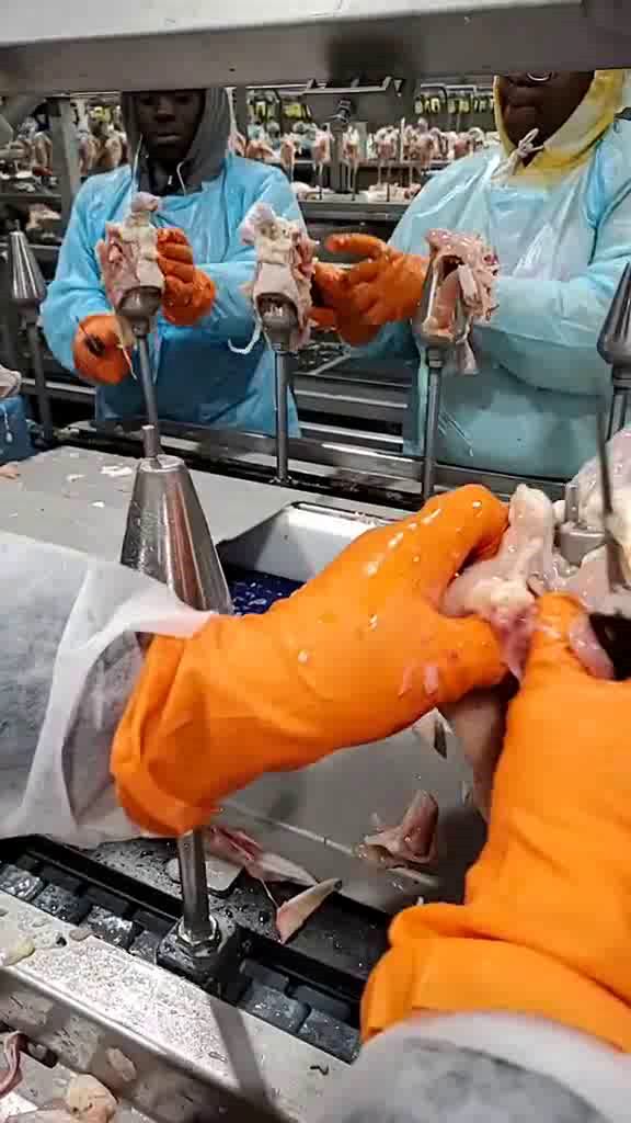 带你看看工厂里,快速解鸡啥感觉,这些工人都是非洲人