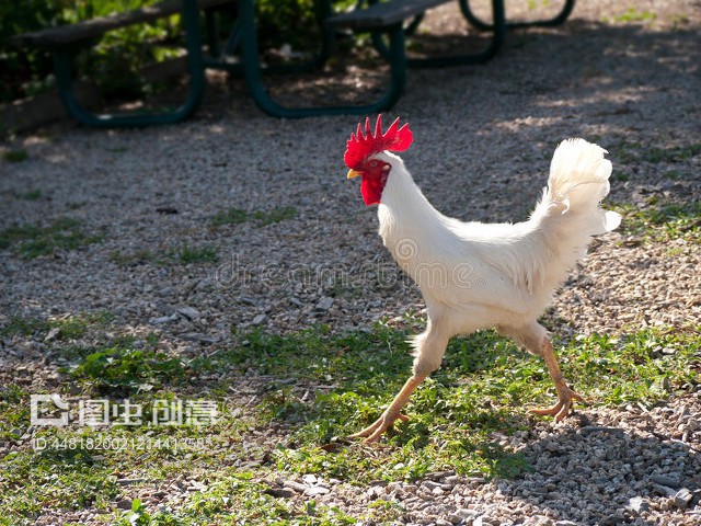 瘦肉鸡Skinny dieting chicken