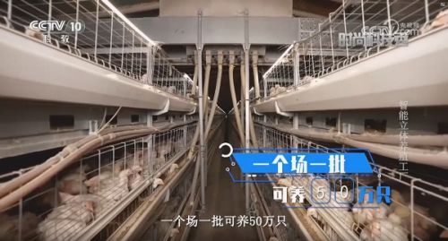 央视探访 白羽肉鸡智能立体养殖工厂
