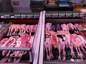 探广能禽类产品工厂 全产业供应链到底是啥样