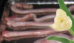 厂家直供鸡内 鸭内 兔内 鹅内_食品、饮料_世界工厂网中国产品信息库