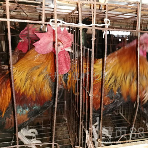【北京大兴鸡苗厂家】- 